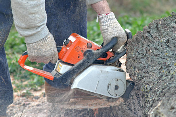 How Our Tree Care Process Works  in  Cape Girardeau, MO